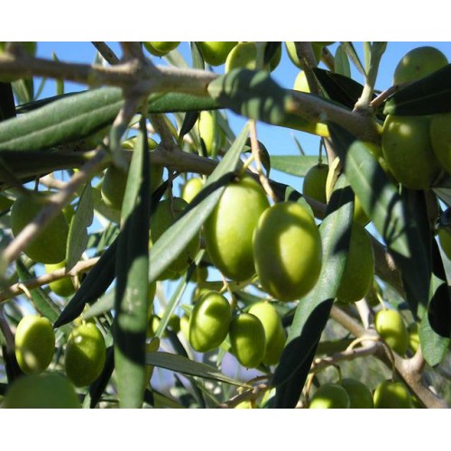 Coratina Extra Virgin Olive Oil - Northern Hemisphere (Italy) ***JUST ARRIVED***